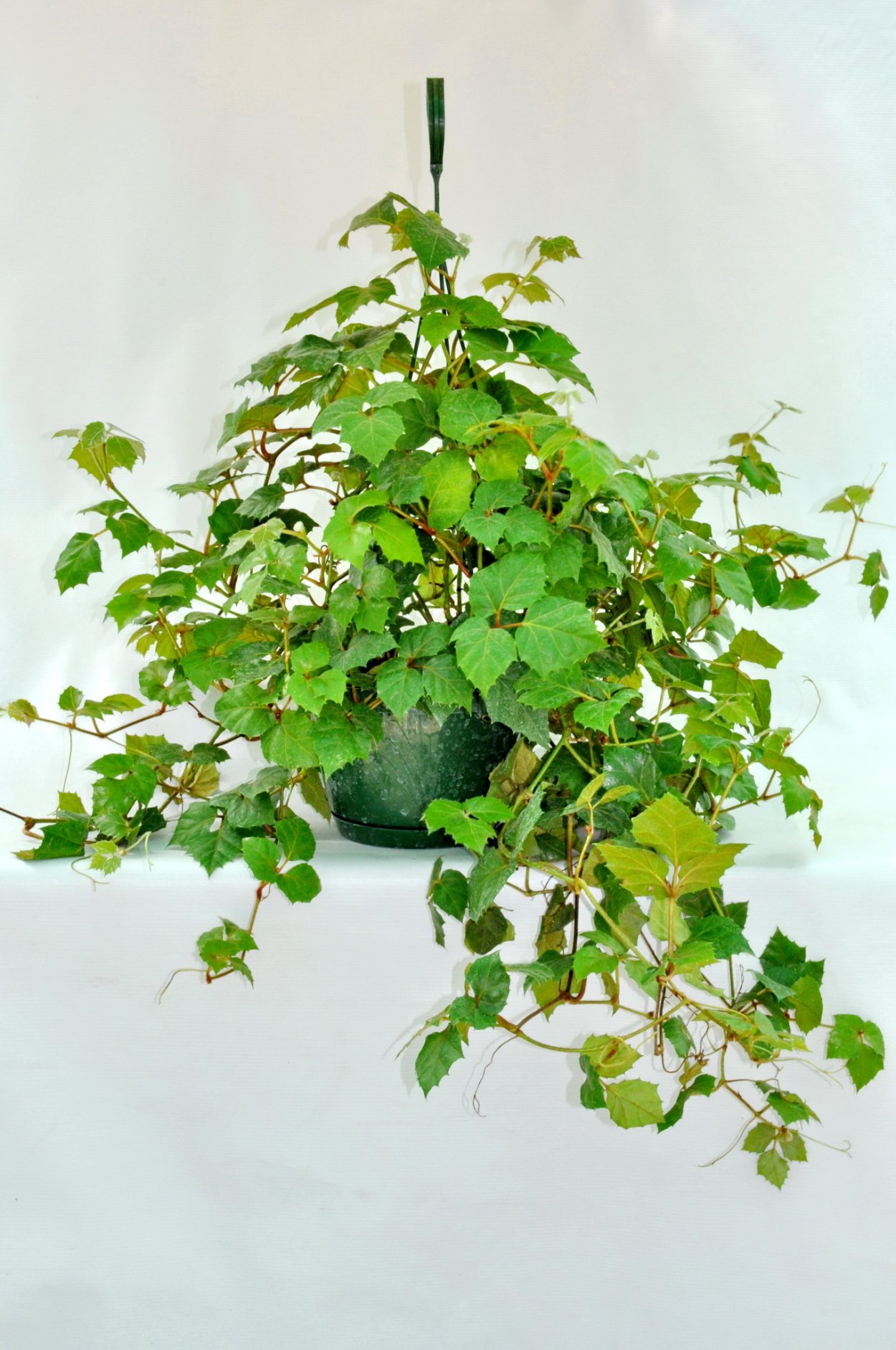 Циссус Мандиана