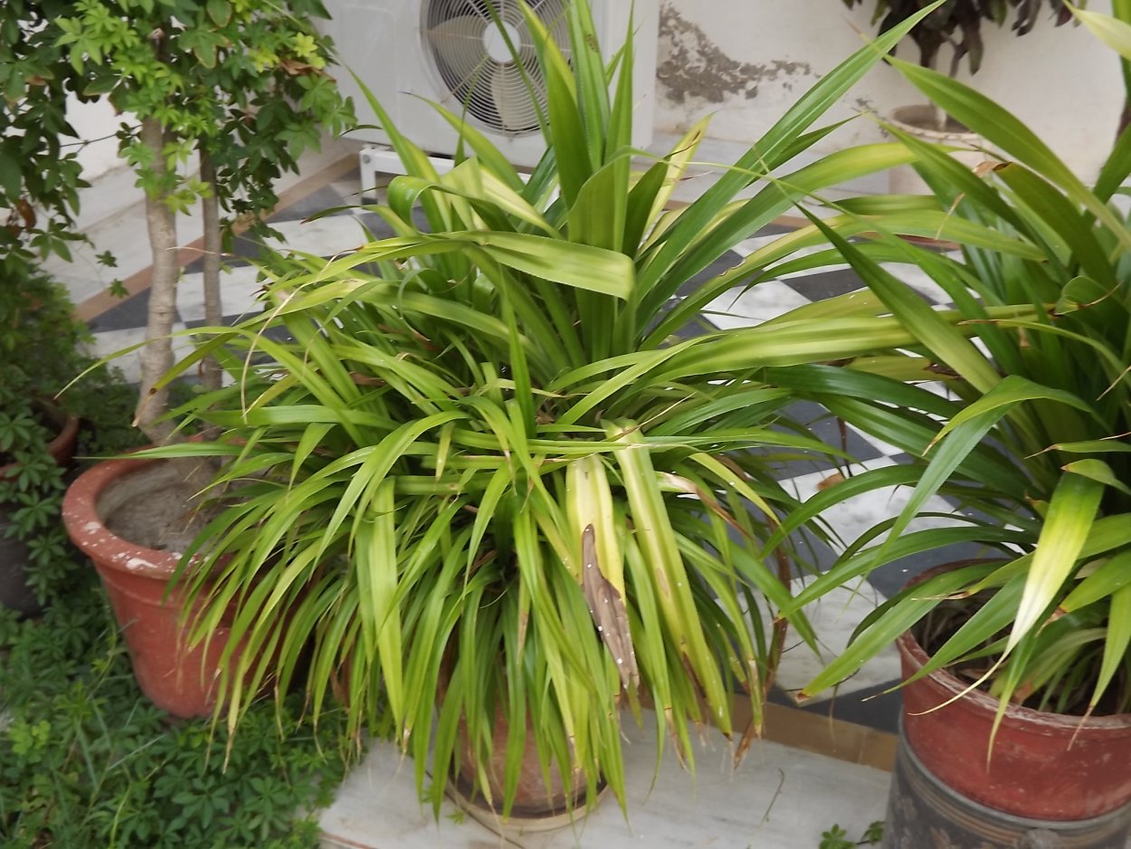 Панданус комнатное растение с человеком фото