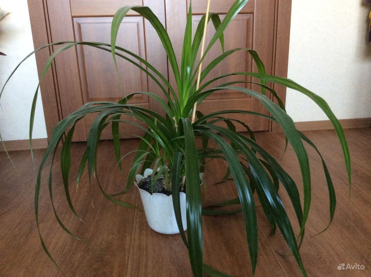 Комнатное растение панданус Фестима