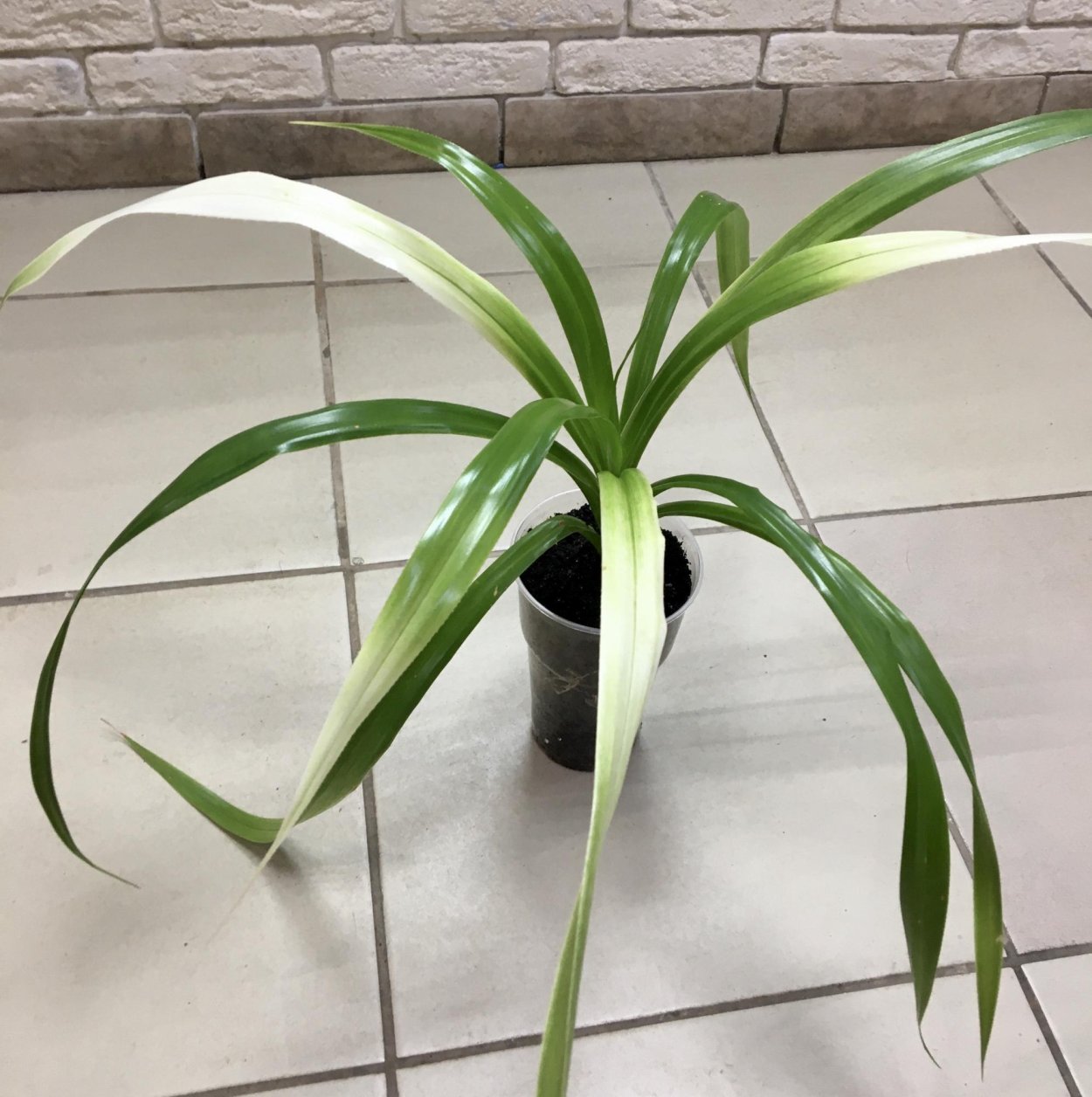 Панданус Росток