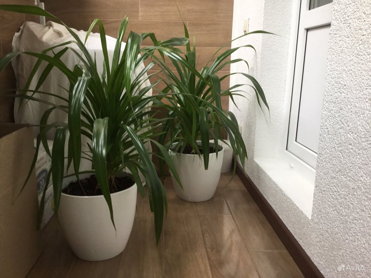 Панданус в белой плошке