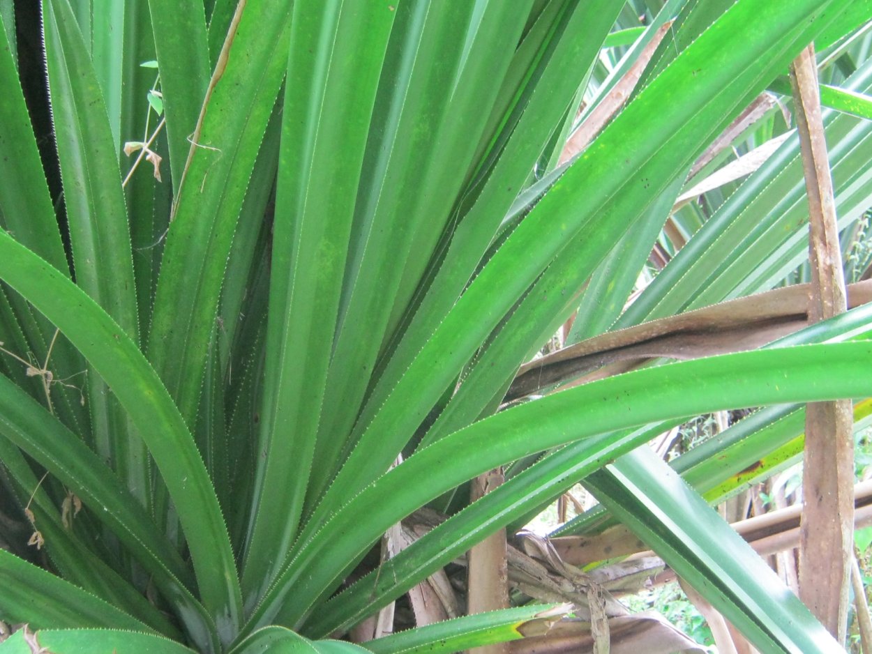 Панданус винтовая Пальма