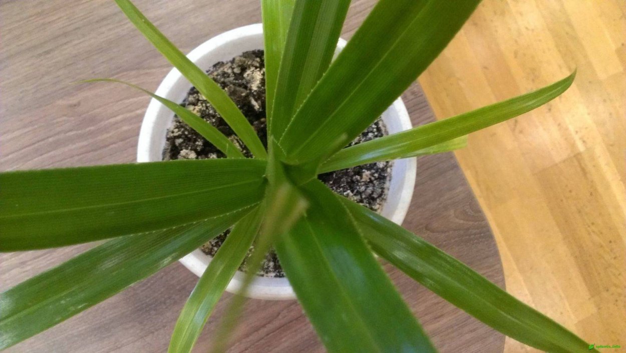 Панданус луковичный комнатный