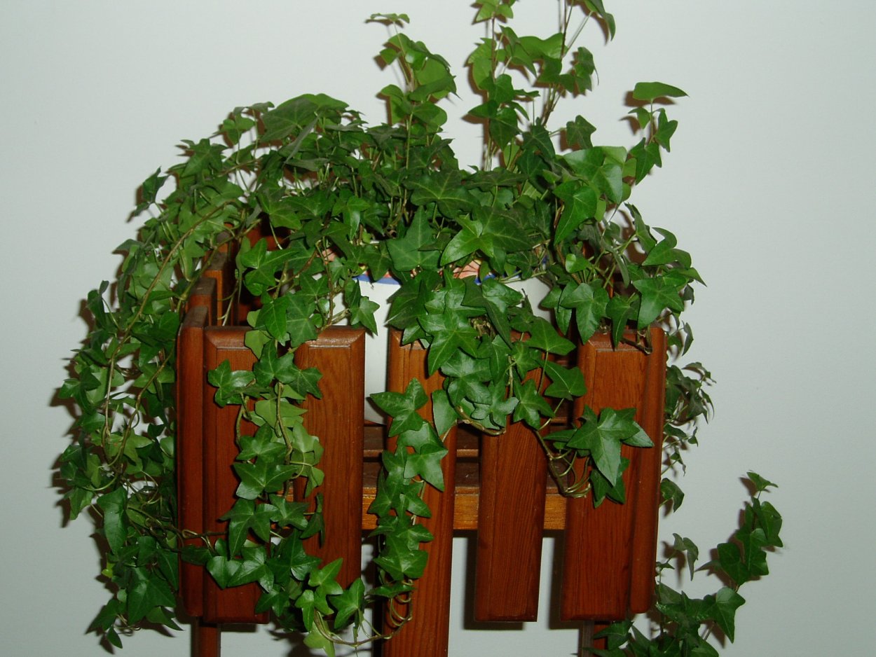 Хедера циссус