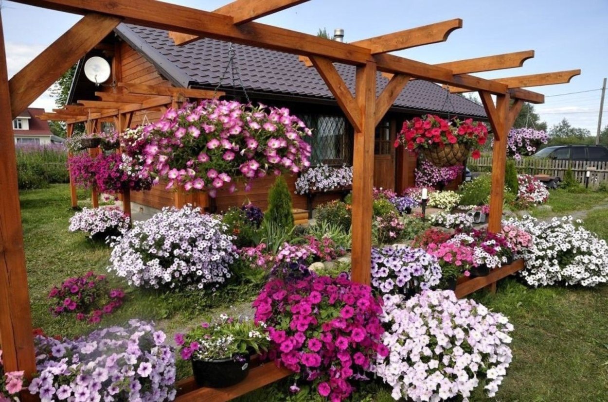 Ампельная петуния в беседке