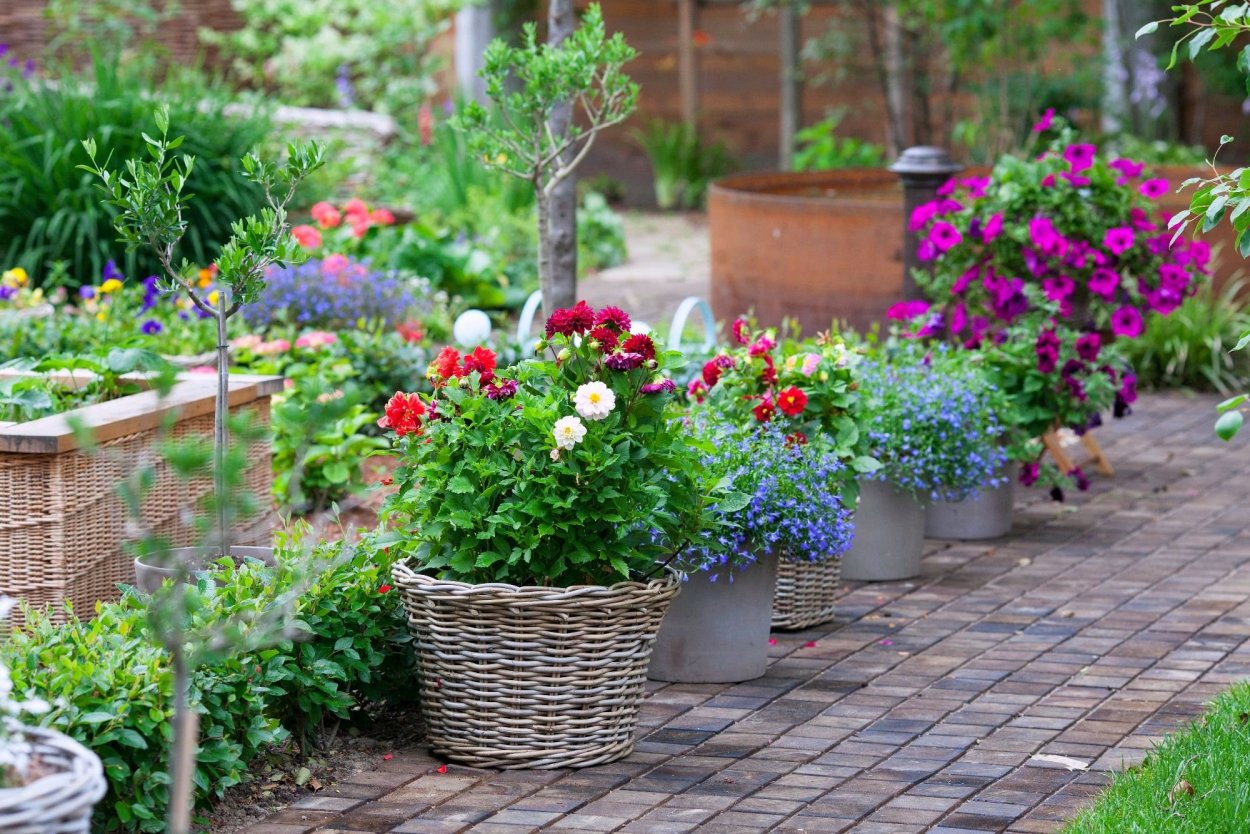 Контейнерное Озеленение однолетниками