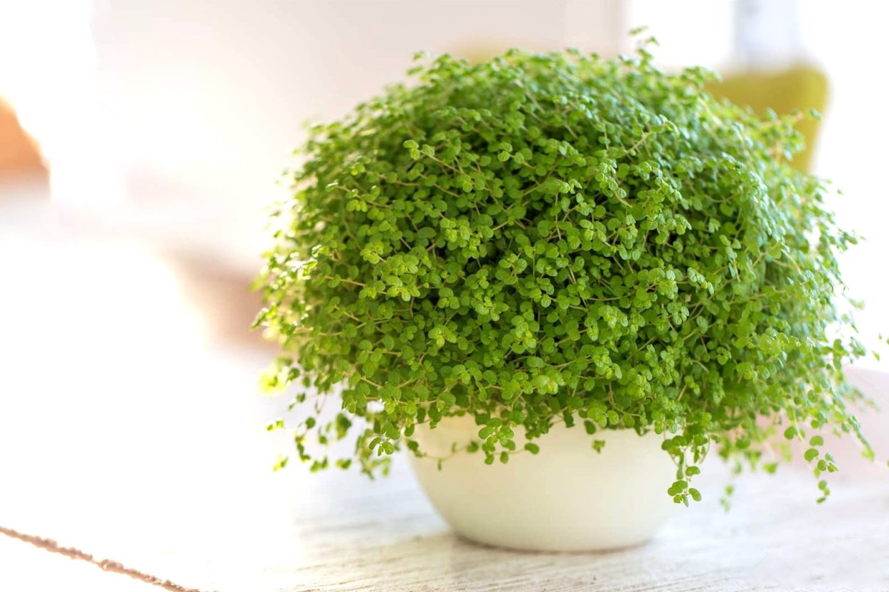 Солейролия семена