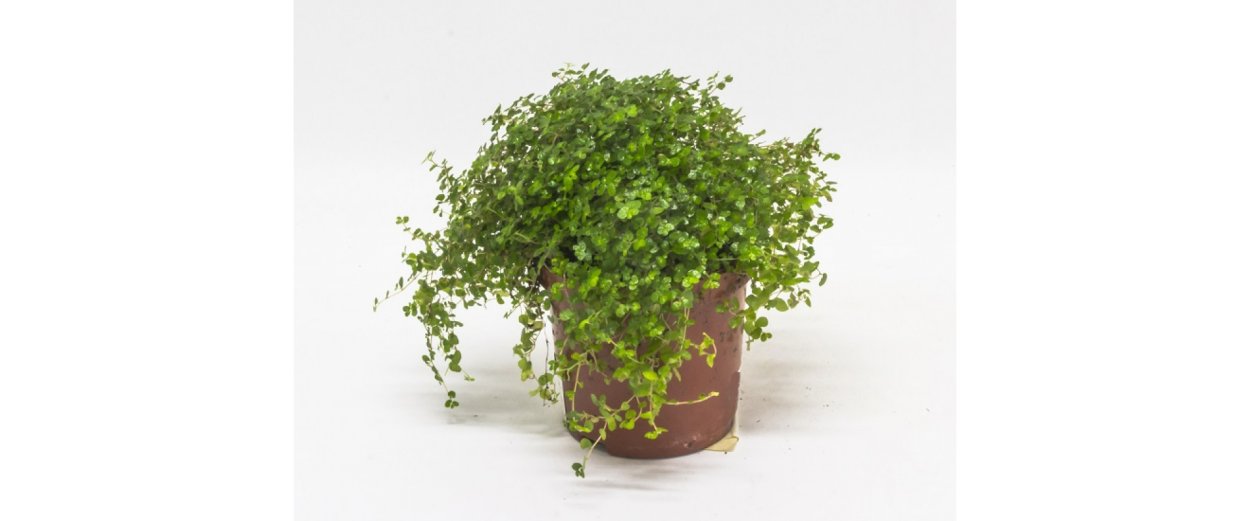 Солейролия в бутылках фото