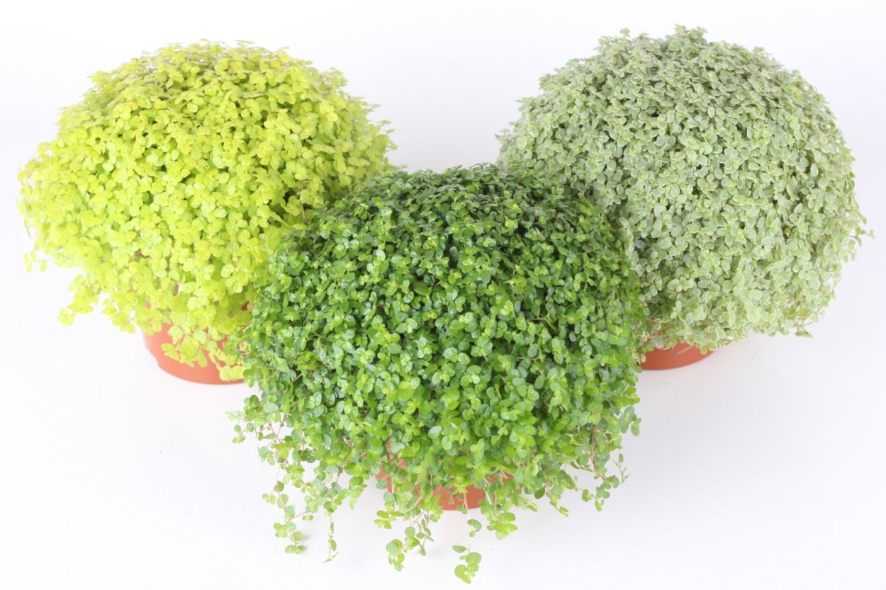 Солейролия Хельксина