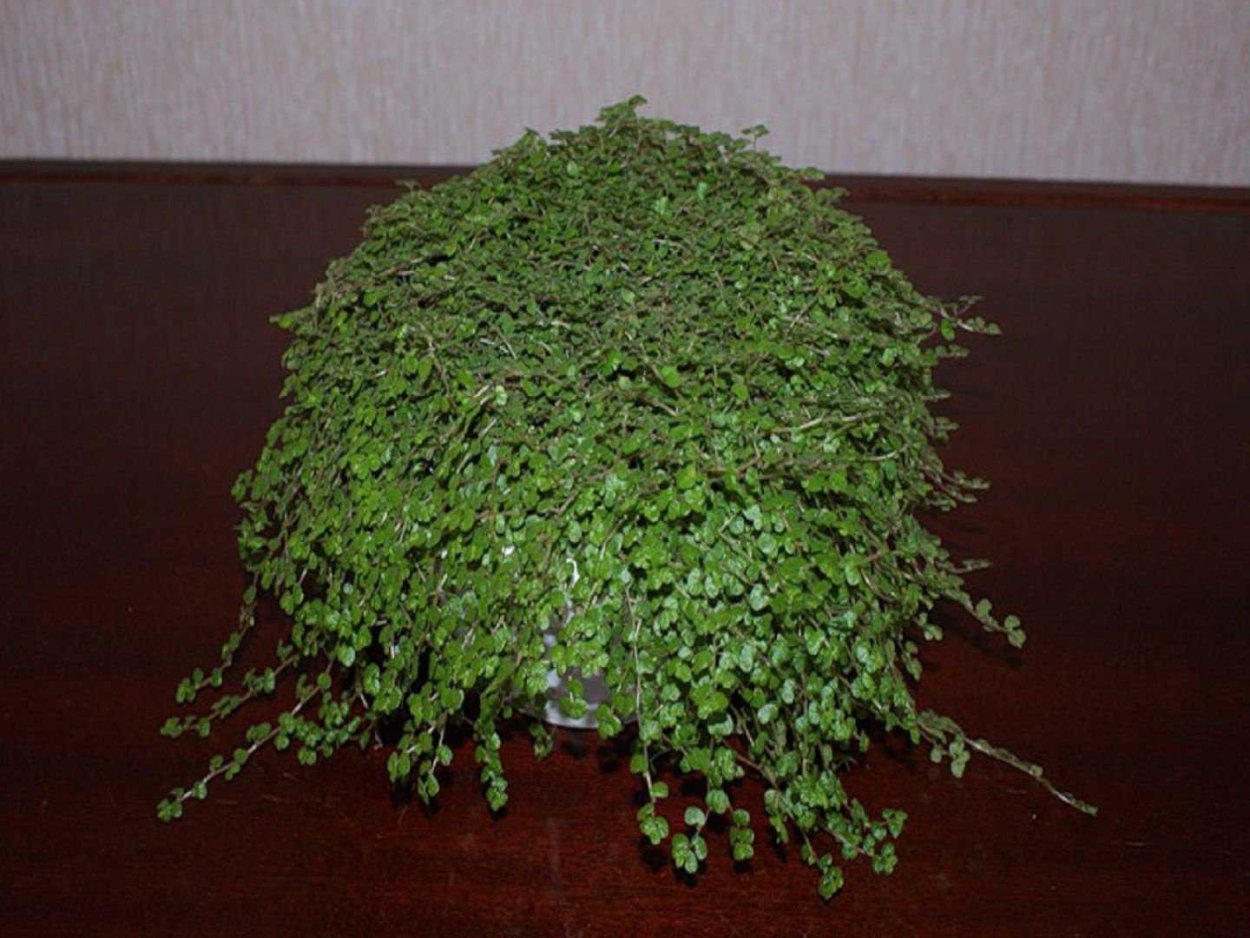 Солейролия Изумрудная