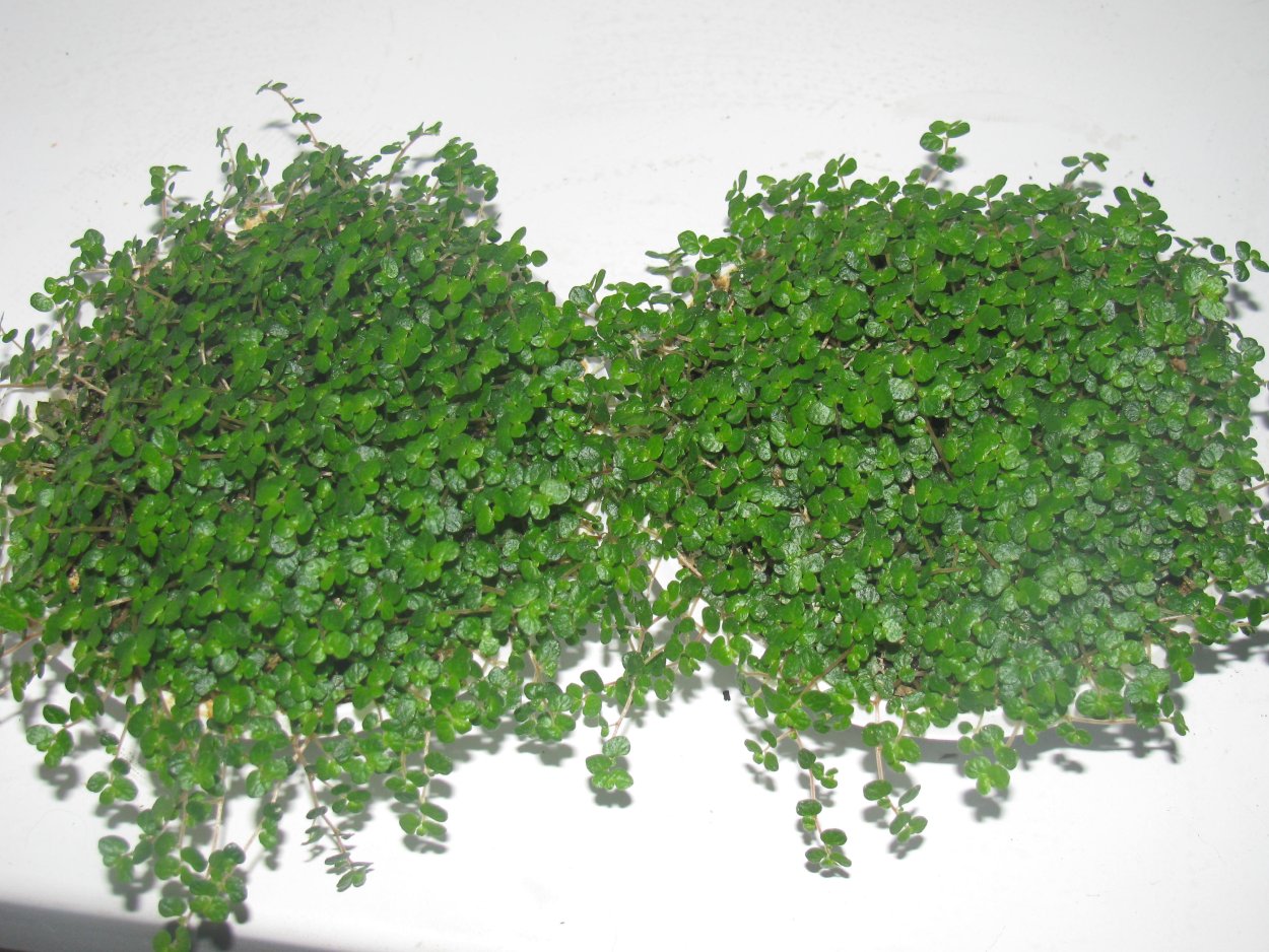 Солейролия d12 tim