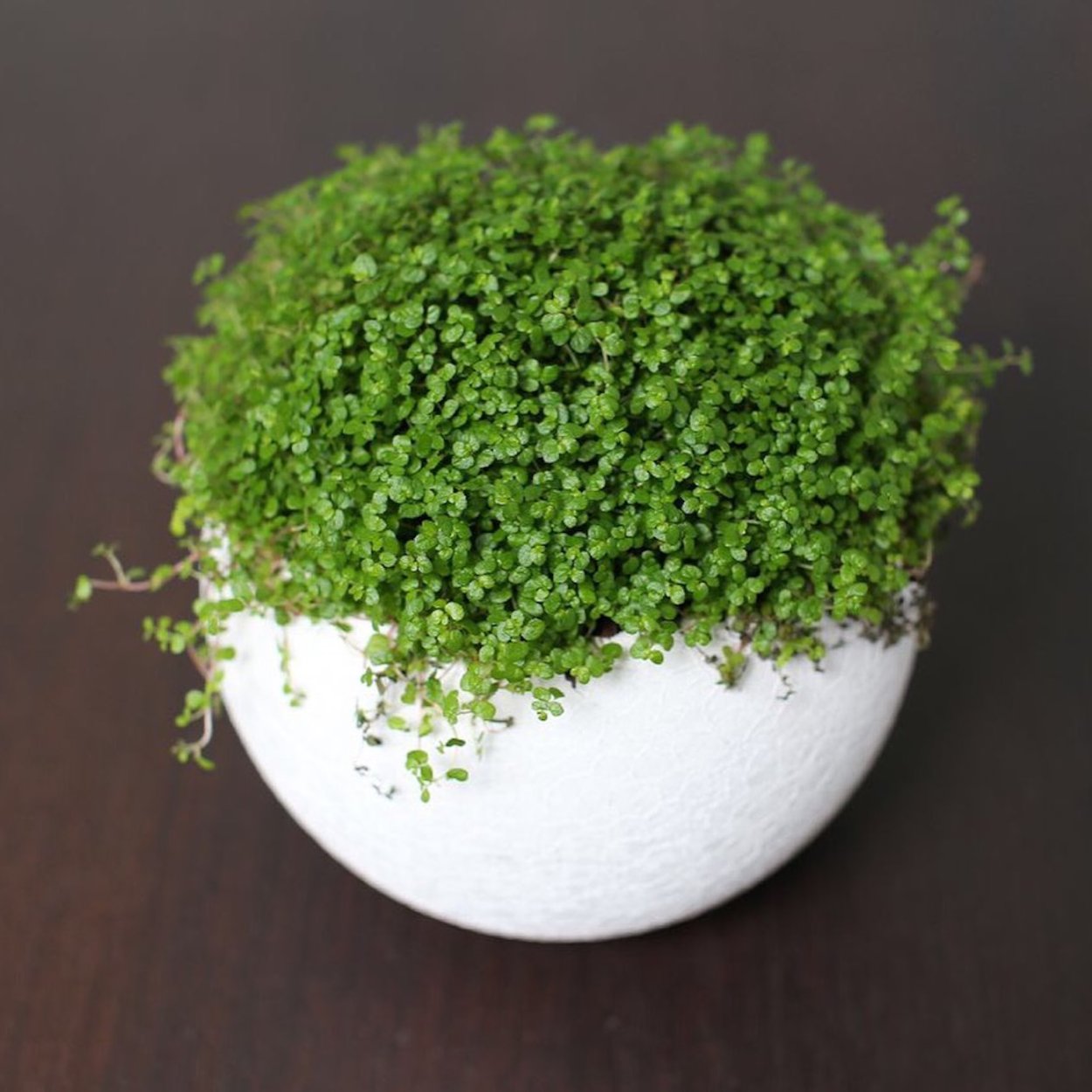 Солейролия пилея