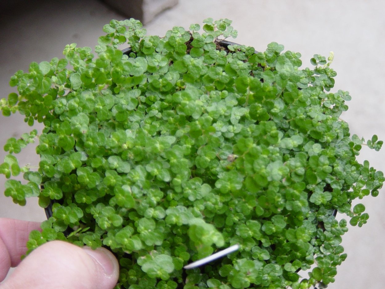 Солейролия Блу (гелксина, хелксина)