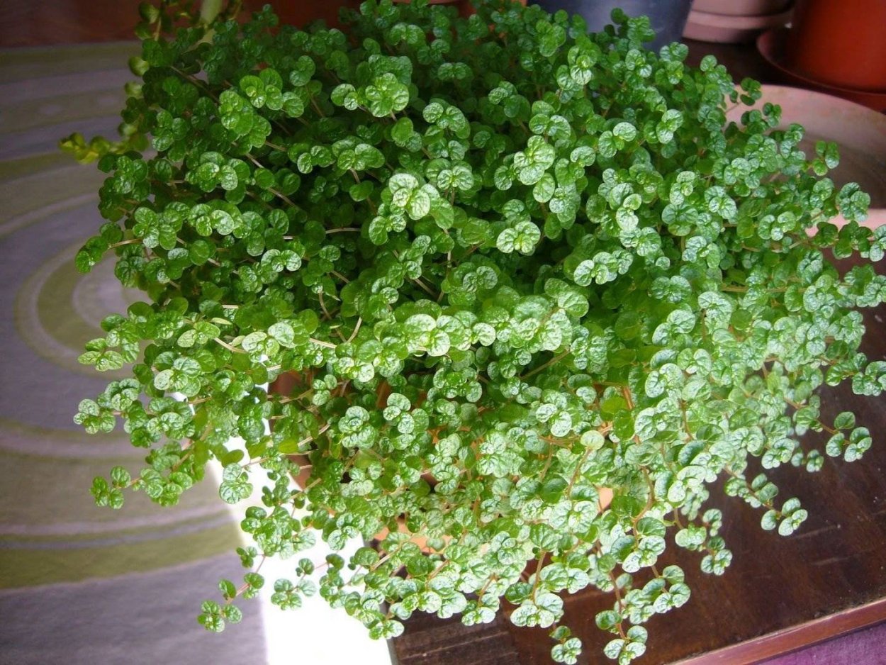 Солейролия Грин