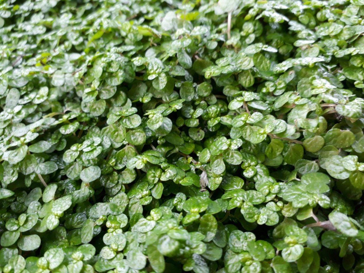 Солейролия пилея