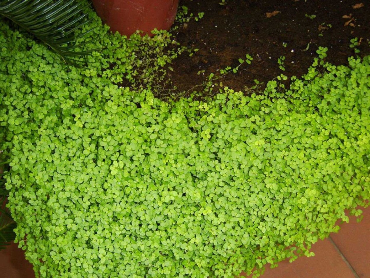 Солейролия argentea