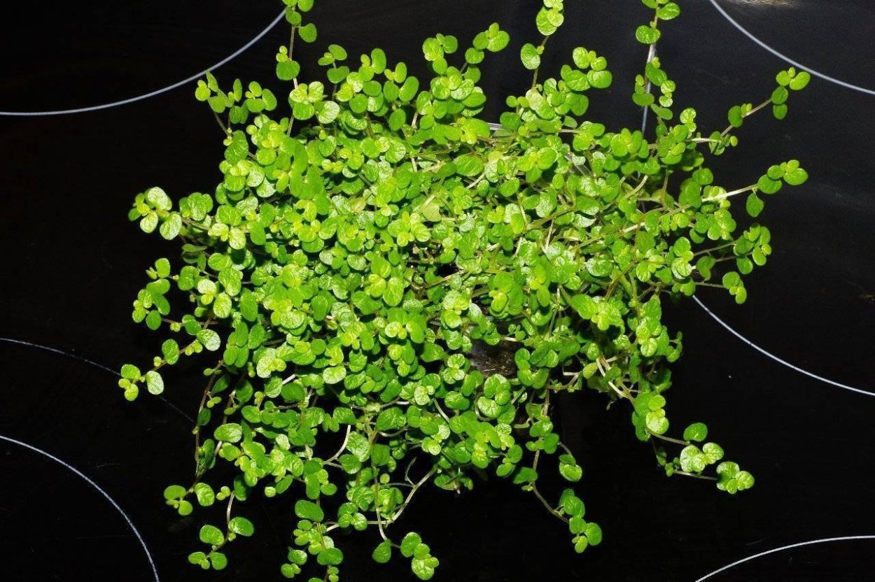 Солейролия Изумрудная