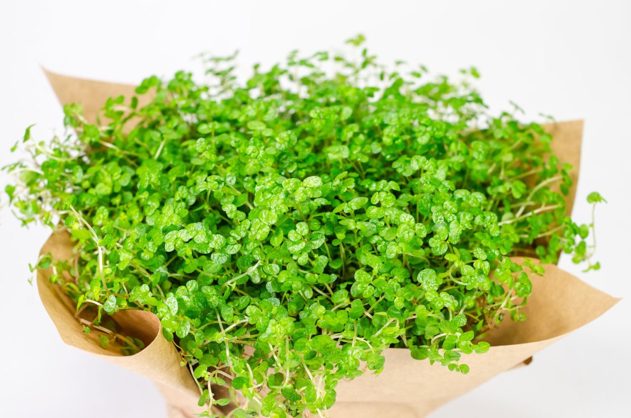 Солейролия (гелксина, хелксина)