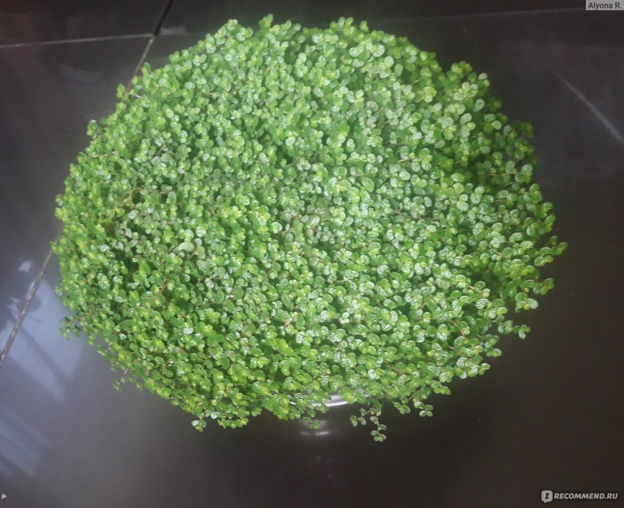 Солейролия цветение