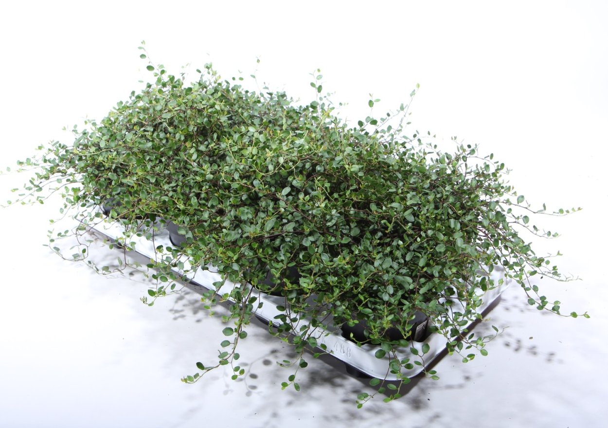 Мюленбекия аксиларис