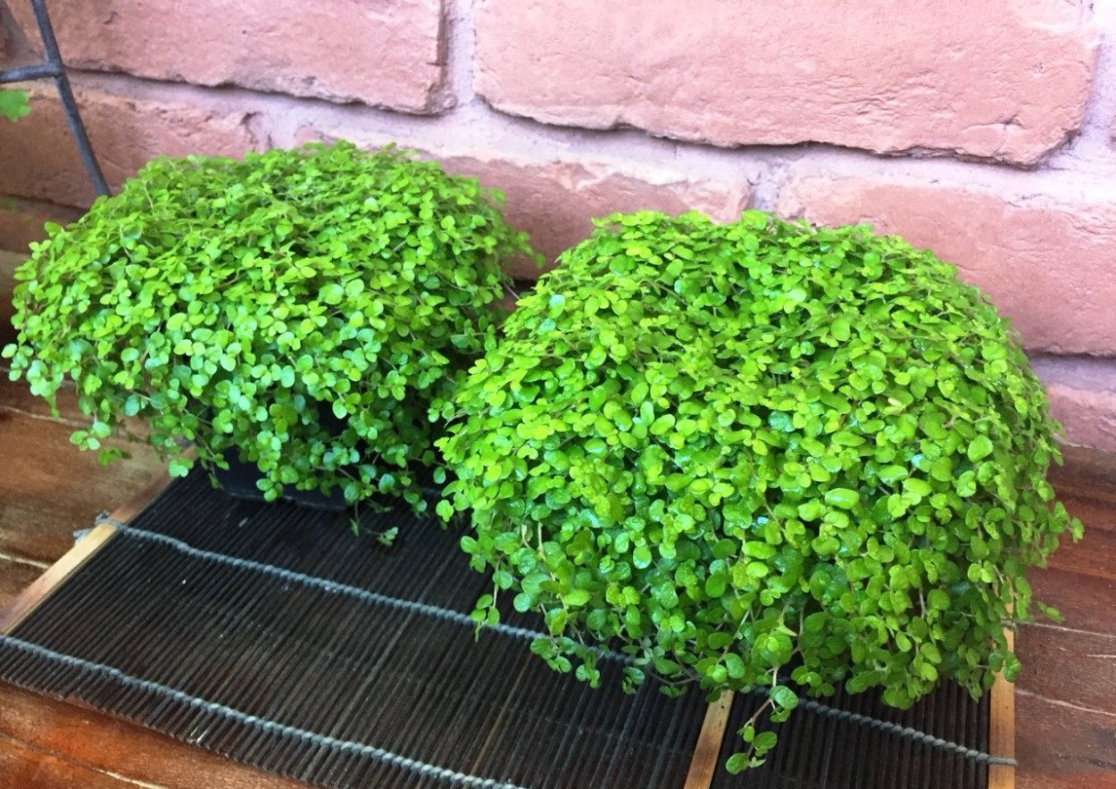 Солейролия argentea