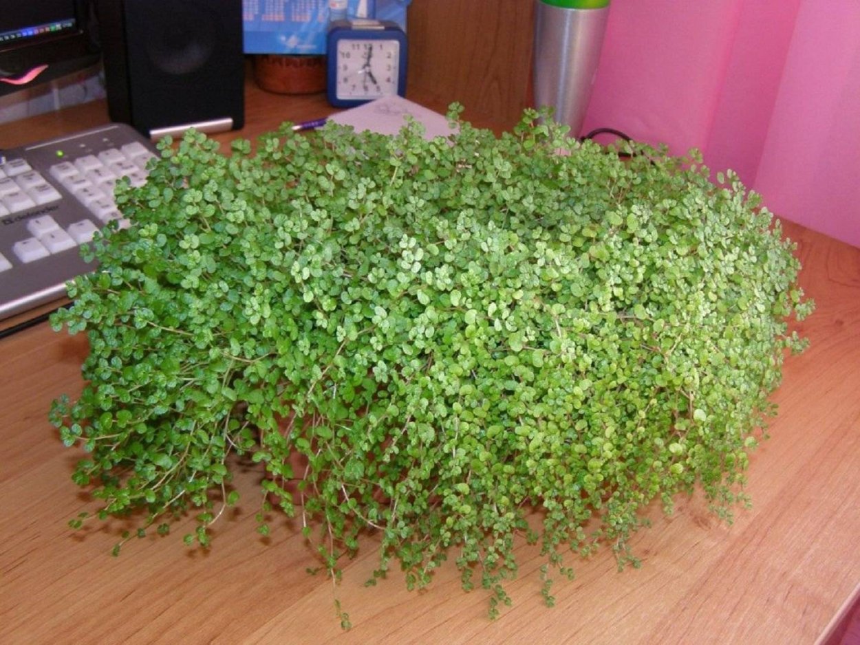 Солейролия Грин