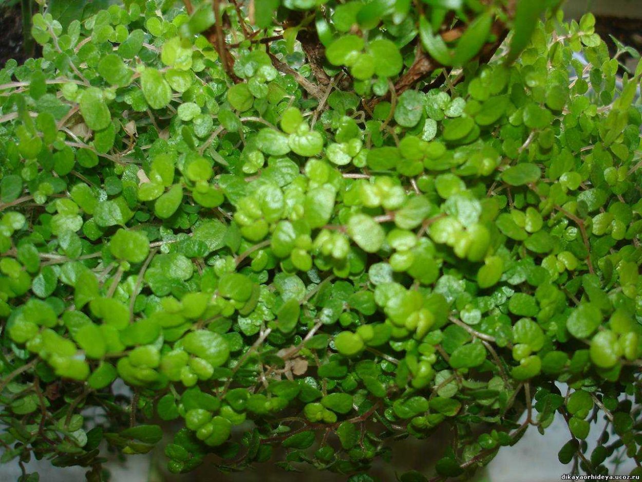 Солейролия пилея