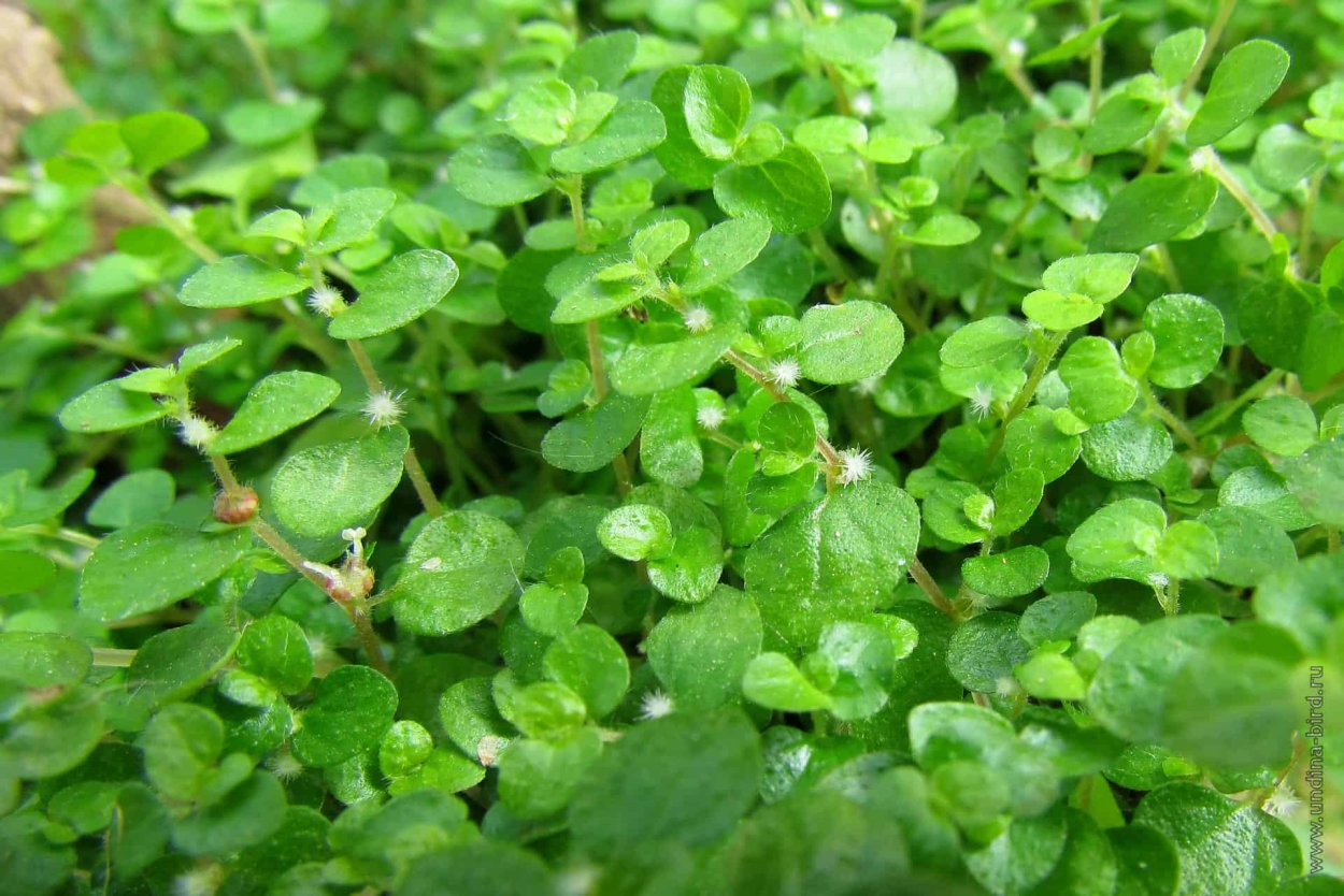 Солейролия цветение