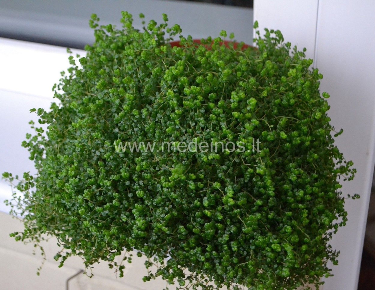 Солейролия вегетативная