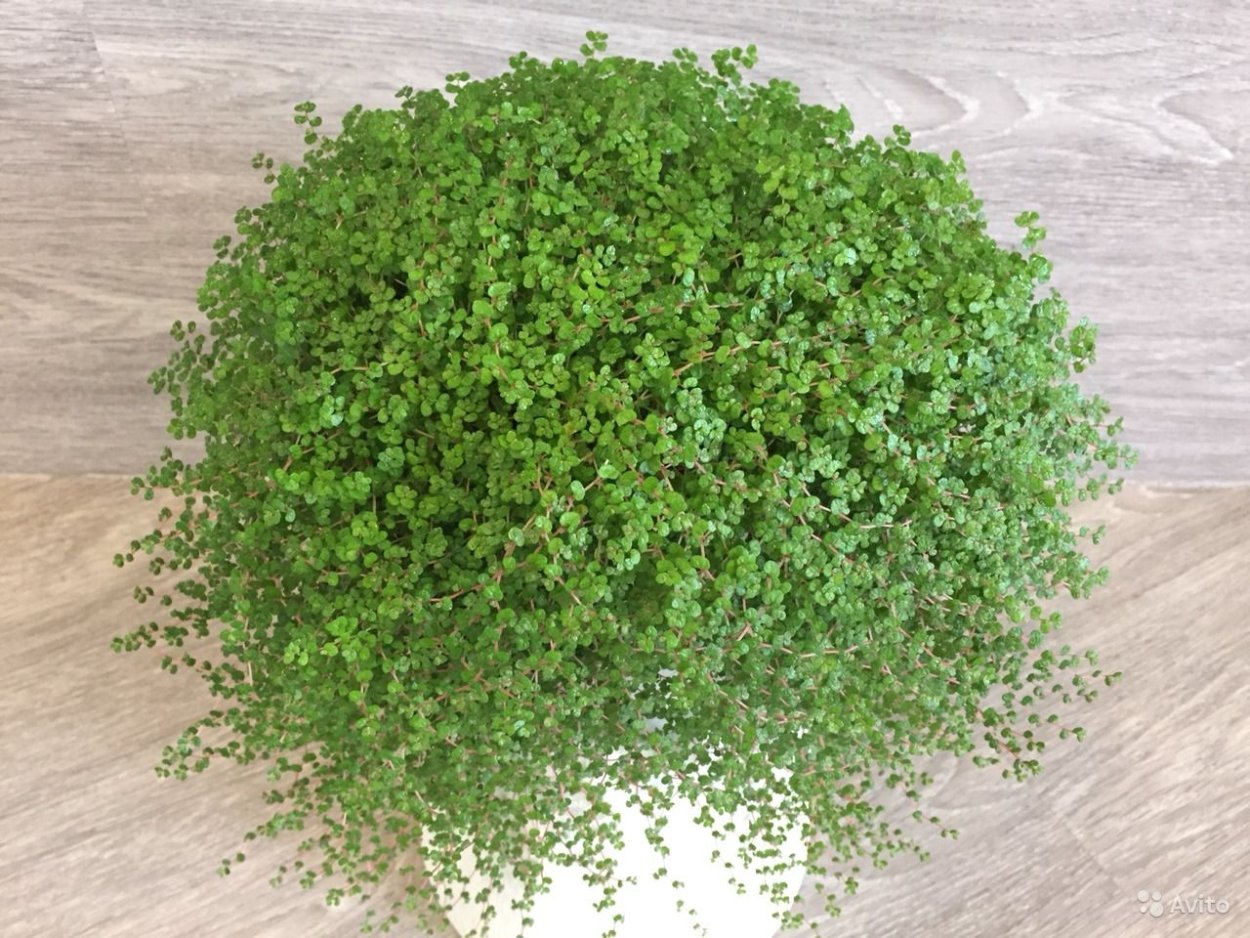 Солейролия пилея