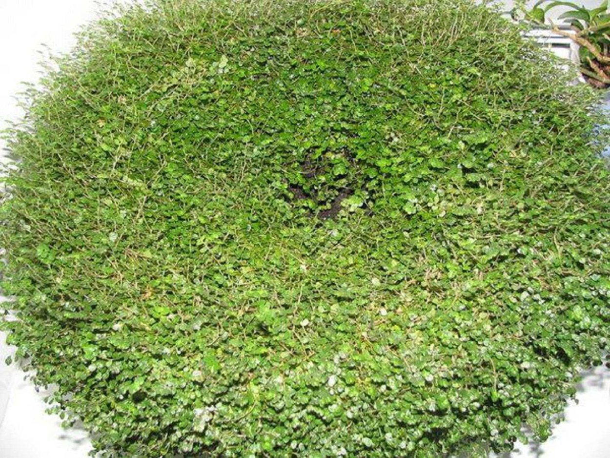 Солейролия солейрольская