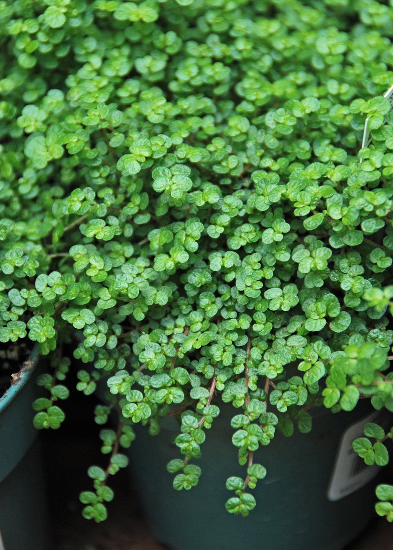 Солейролия серебристая