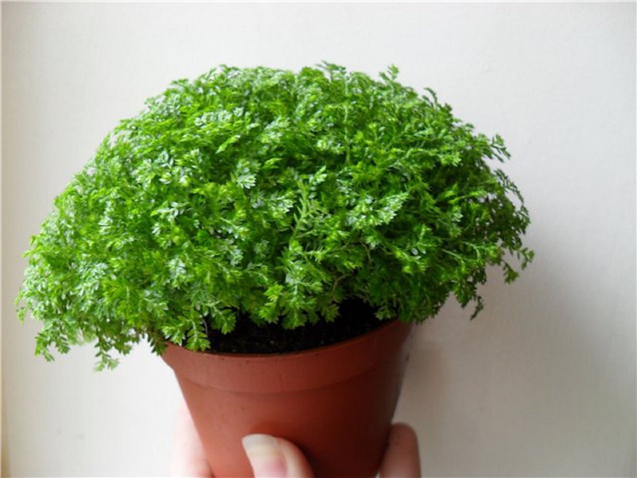 Комнатная зелень