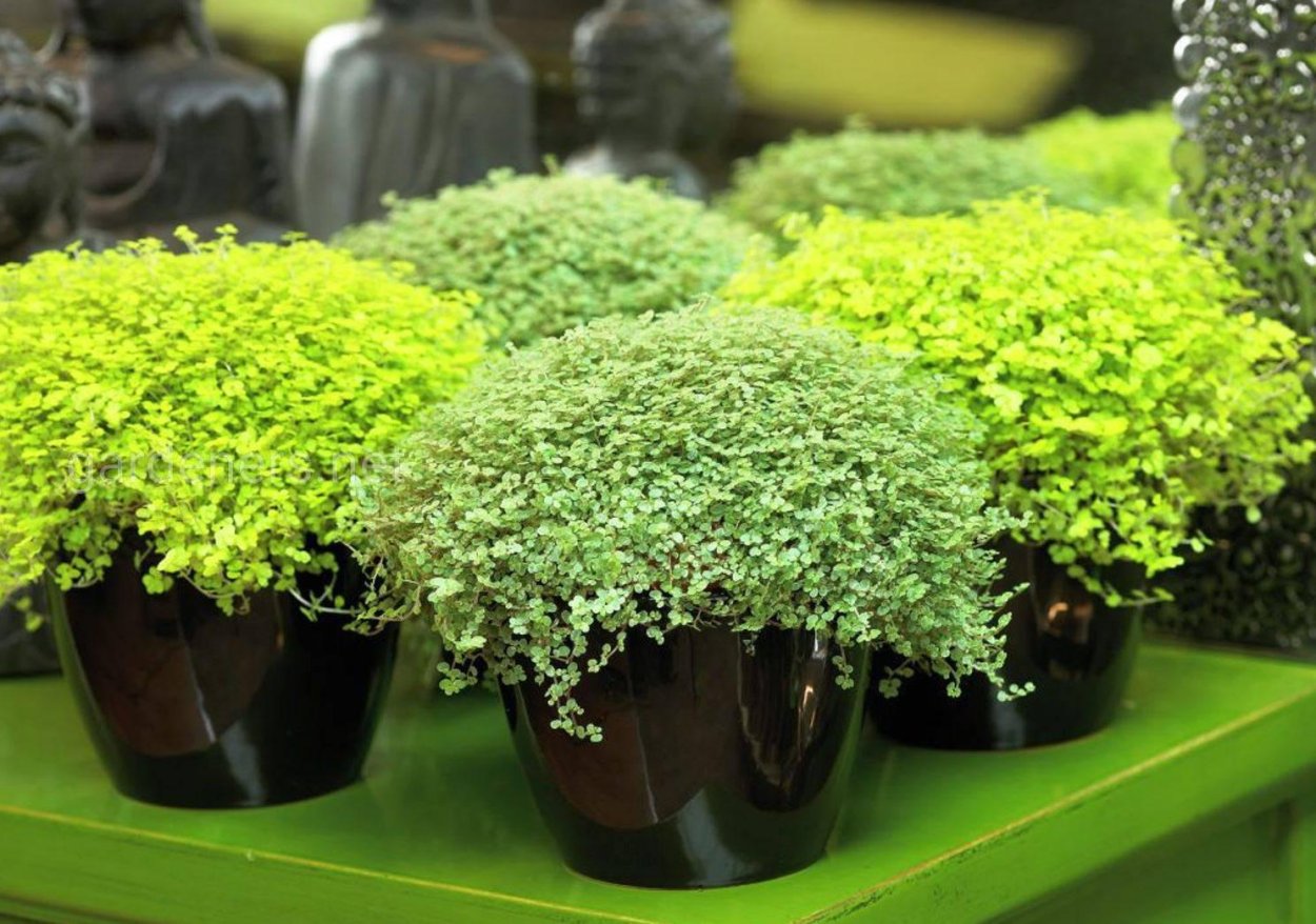 Солейролия пилея