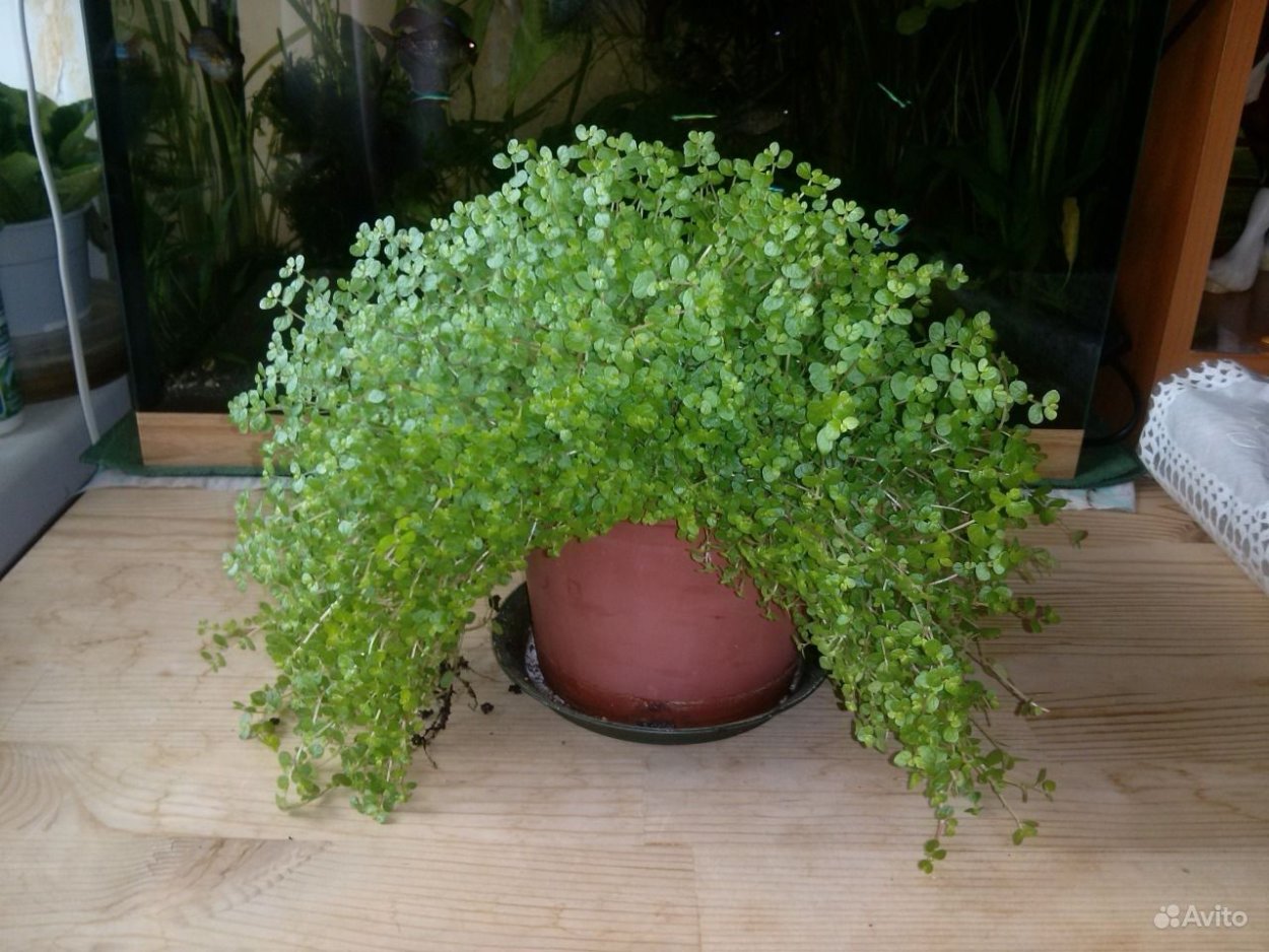 Солейролия Грин