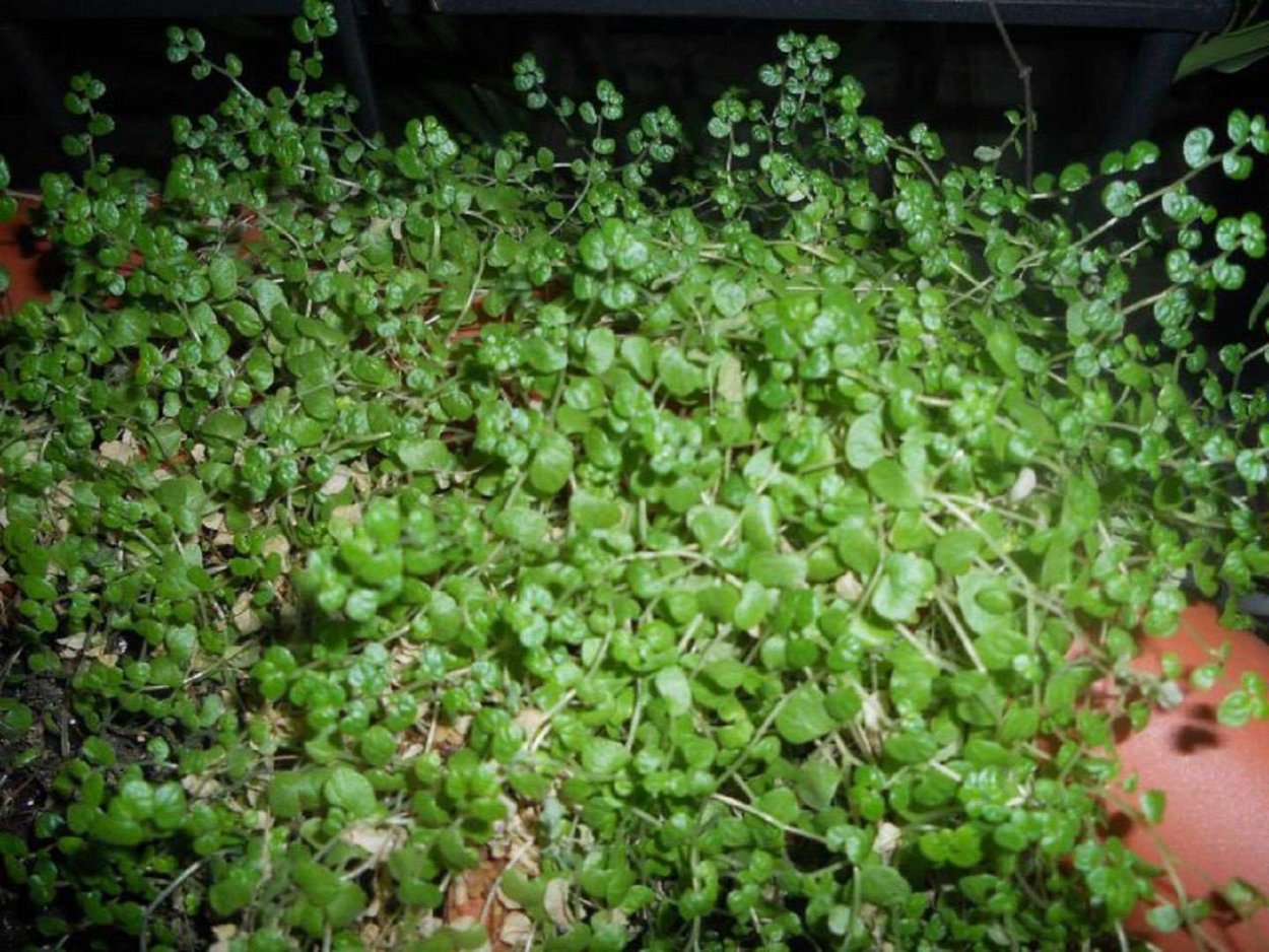 Солейролия цветение