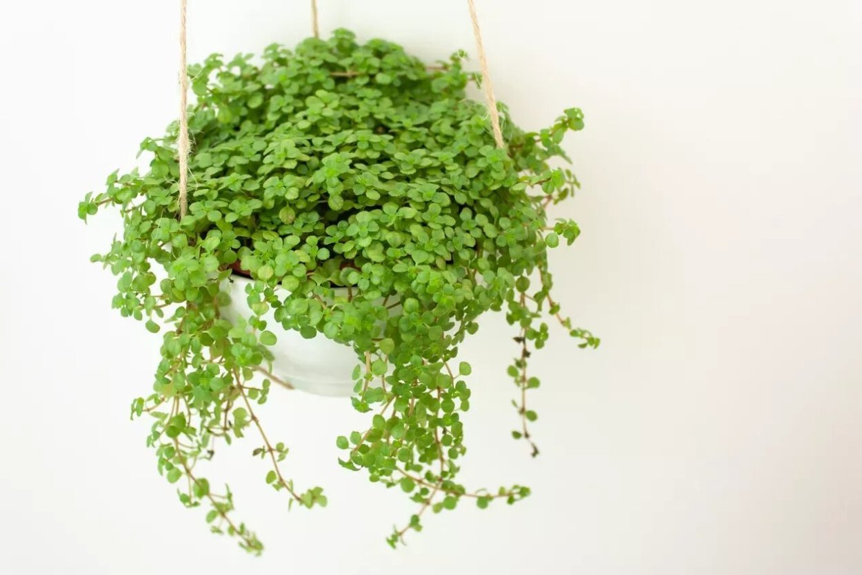 Солейролия Грин, пал. (D-12)