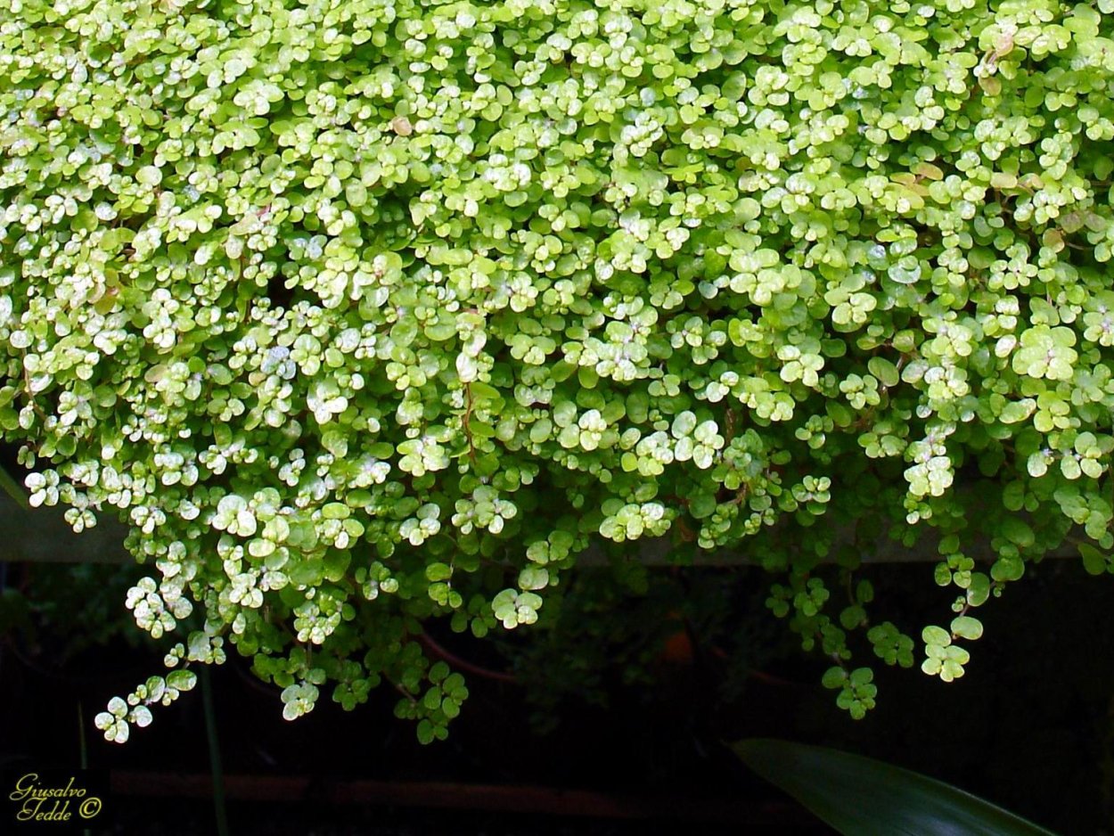 Солейролия ампельная