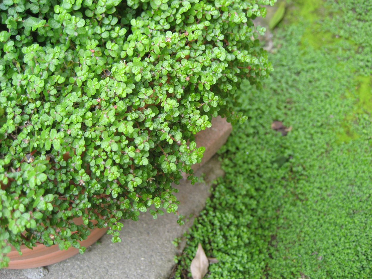 Солейролия Вариегата