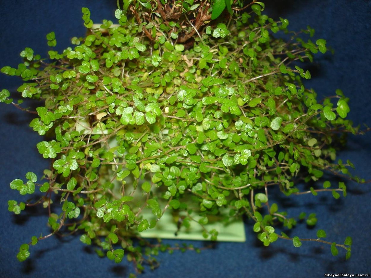 Гелксина цветение