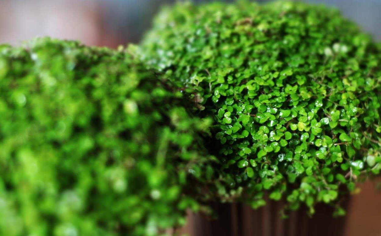 Солейролия d12