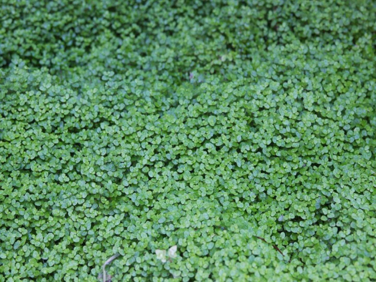 Солейролия Green