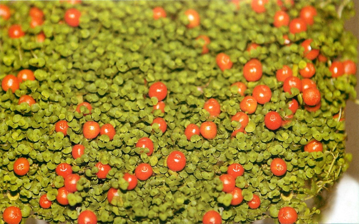 Коралловый мох нертера