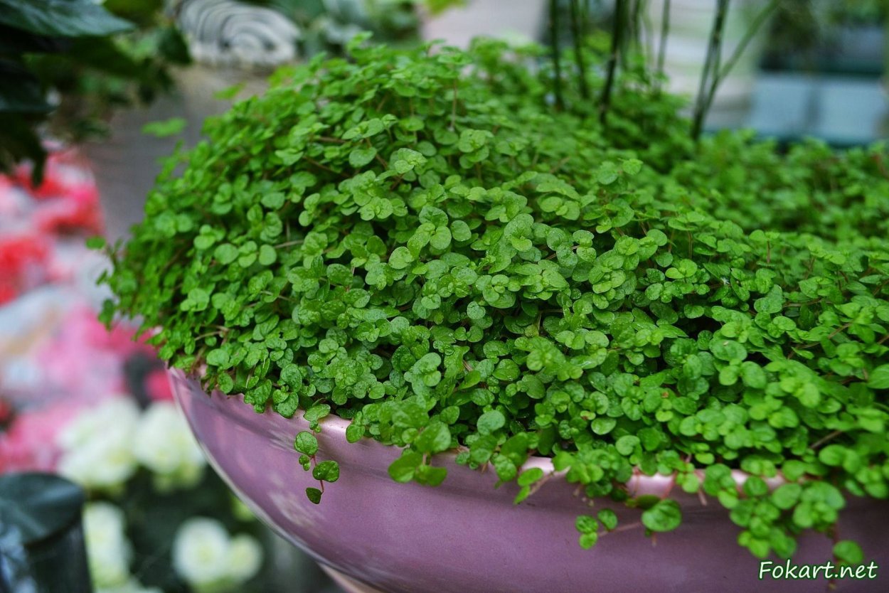 Солейролия почвопокровная