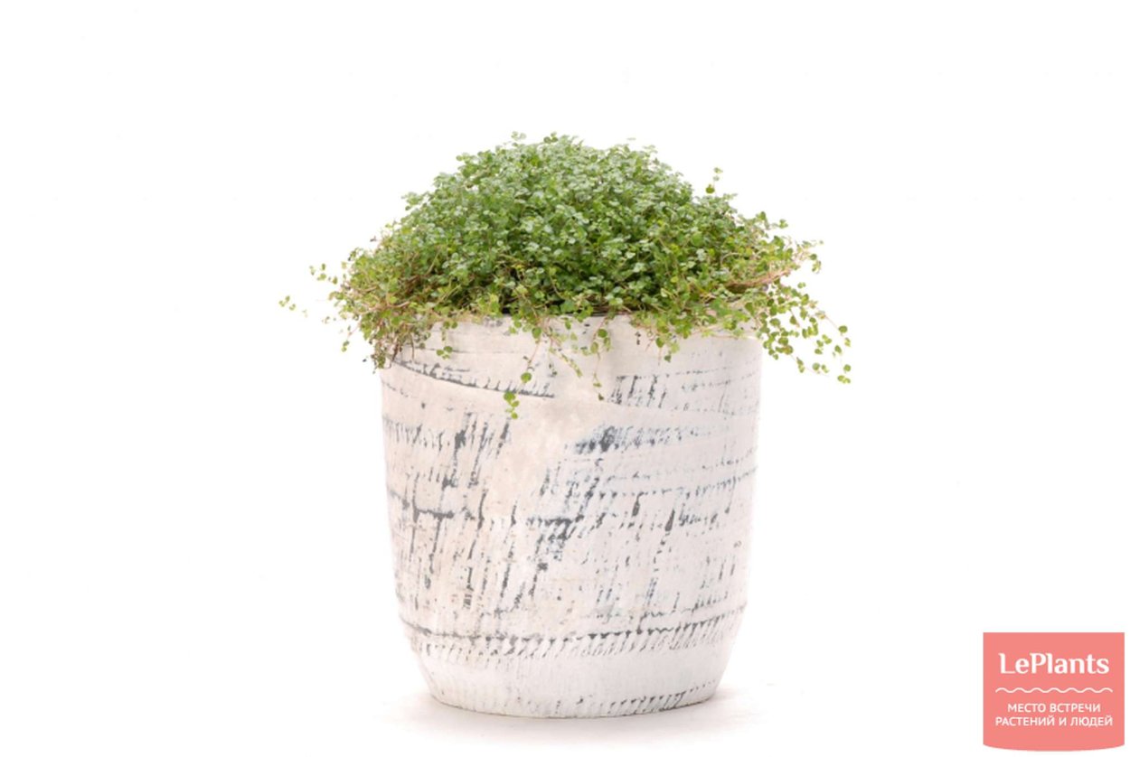 Солейролия в кашпо голове