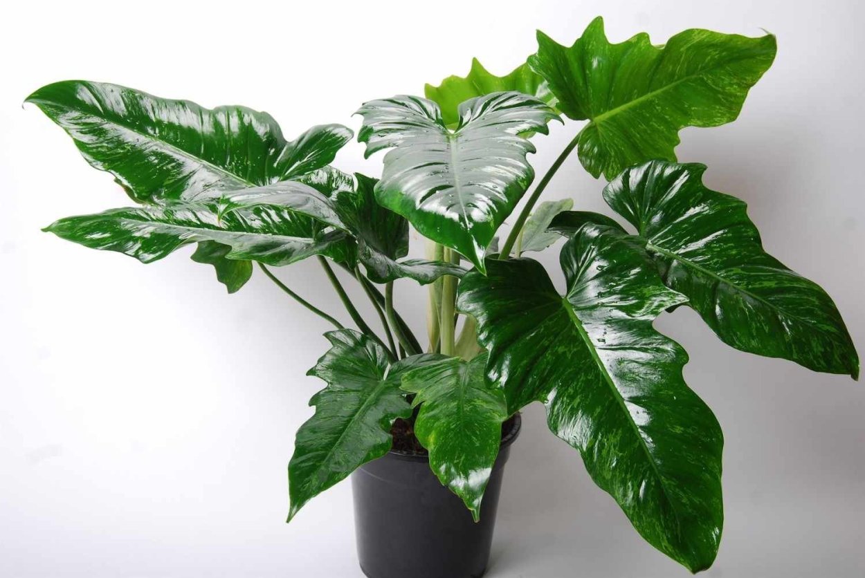 Филодендрон мандианум