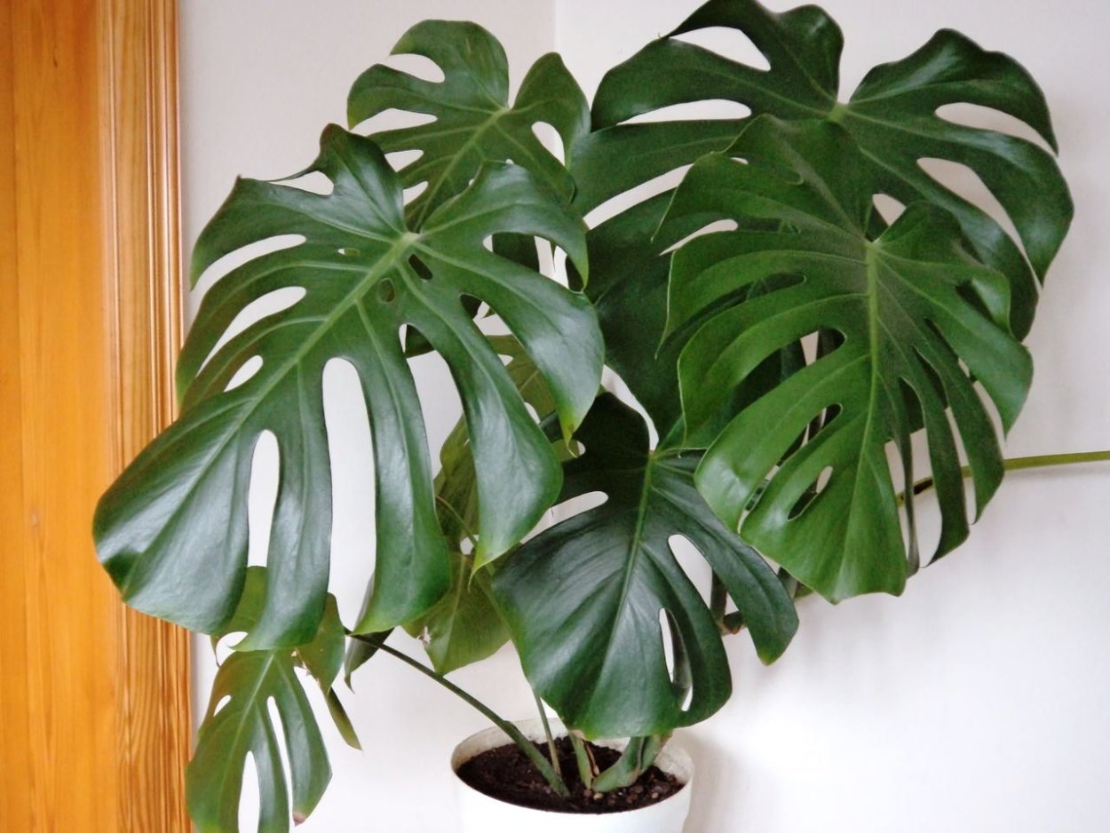 Монстера Пертусум моссток
