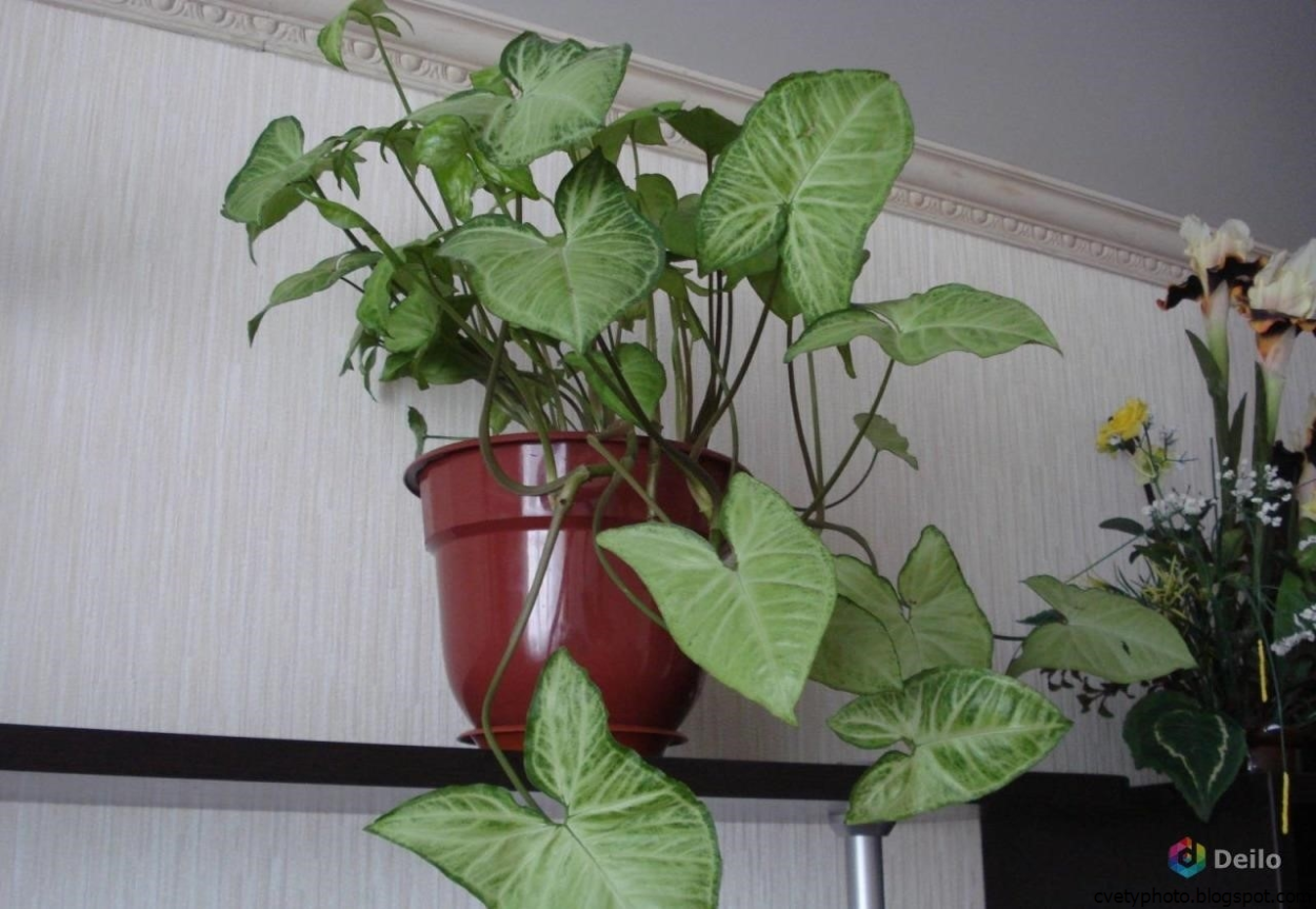 Название домашних цветов