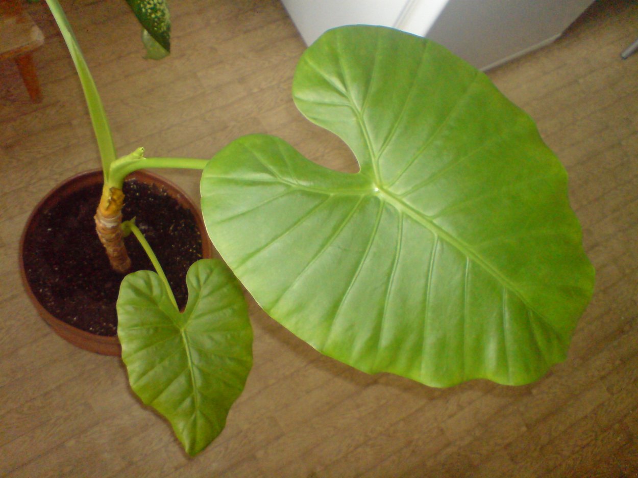 Алоказия с сердцевидными листьями