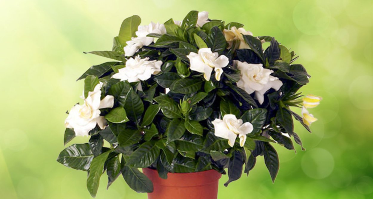 Гацания жасминовидная